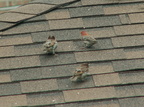 birds 2009-08-22 04e