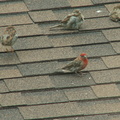 birds 2009-08-22 05e