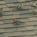 birds 2009-08-22 07e