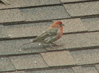 birds 2009-08-22 10e