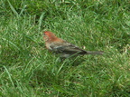 birds 2009-08-22 34e