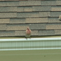 birds 2009-08-22 37e