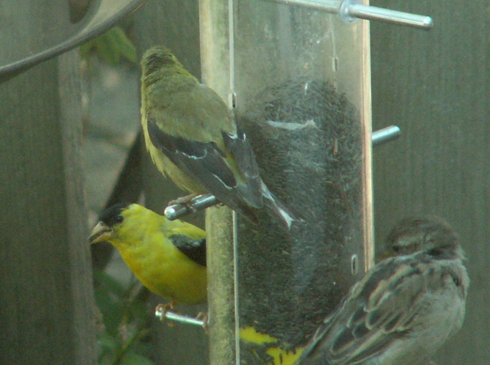 birds 2009-08-31 18e.jpg