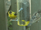 birds 2009-08-31 22e