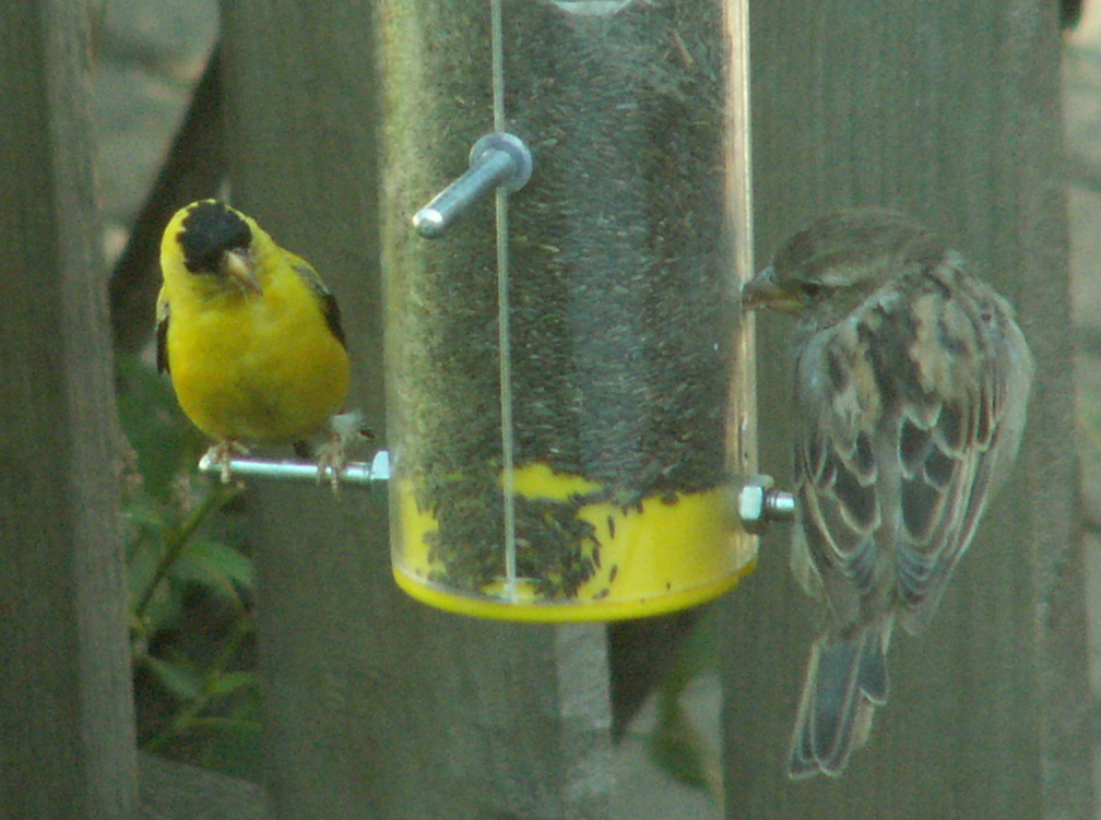 birds 2009-08-31 24e.jpg