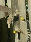 birds 2009-09-04 02e