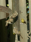 birds 2009-09-04 04e