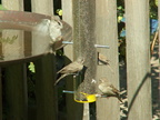 birds 2009-09-04 25e