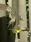birds 2009-09-04 27e