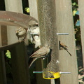 birds 2009-09-04 30e