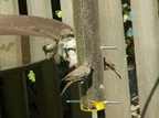 birds 2009-09-04 30e
