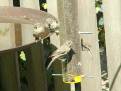 birds 2009-09-04 31e