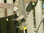 birds 2009-09-04 34e