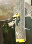 birds 2009-09-04 38e