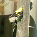 birds 2009-09-04 41e