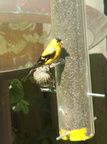 birds 2009-09-04 44e