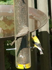 birds 2009-09-04 56e
