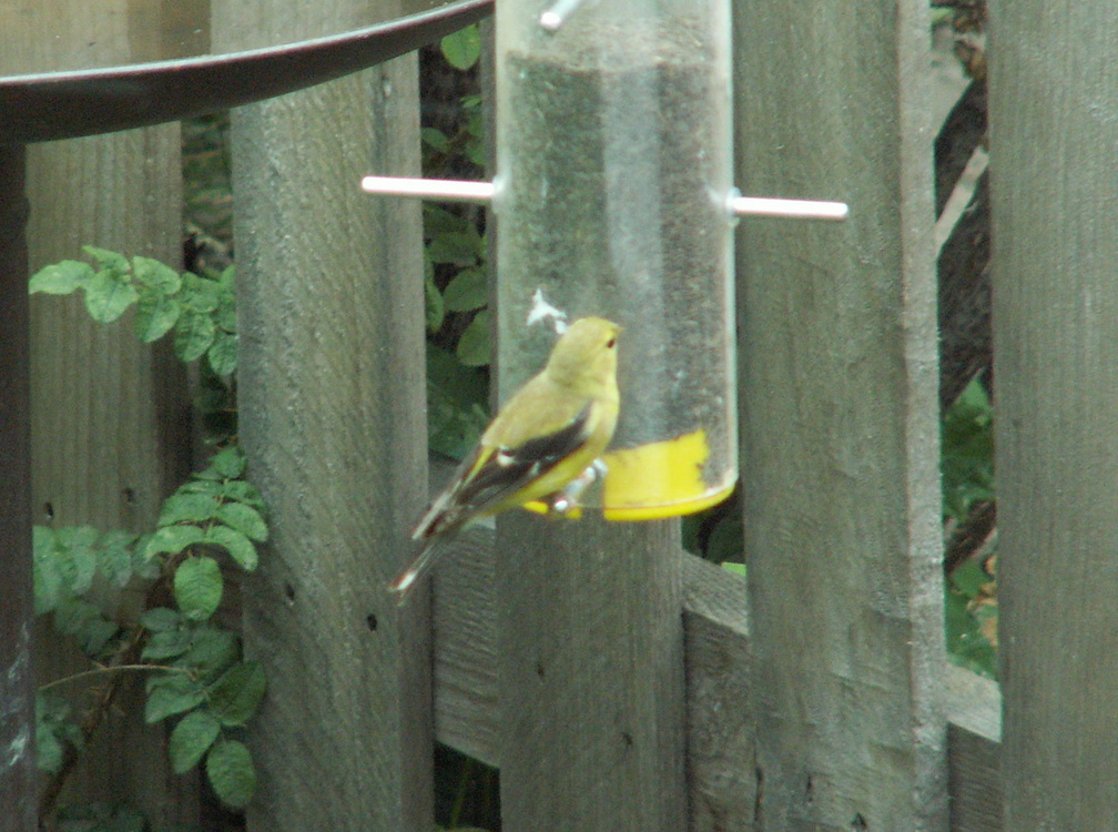 birds 2009-09-08 09e.jpg