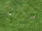 birds 2009-09-10 01e