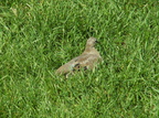birds 2009-09-10 09e