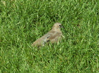 birds 2009-09-10 10e