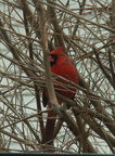birds 2010-01-14 1e