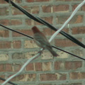 birds 2010-04-05 10e