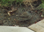birds 2010-04-07 11e
