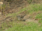 birds 2010-04-12 04e