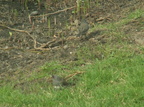 birds 2010-04-12 08e