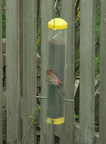 birds 2010-04-12 10e