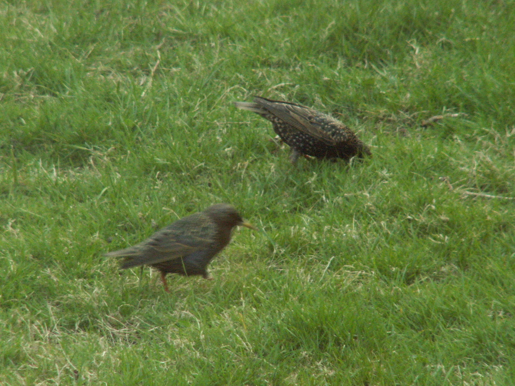 birds 2010-04-14 4e