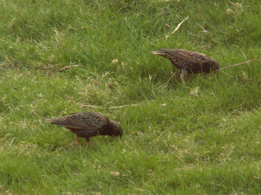 birds 2010-04-14 5e