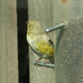 birds 2010-04-15 4e