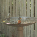 birds 2010-04-16 04e.jpg