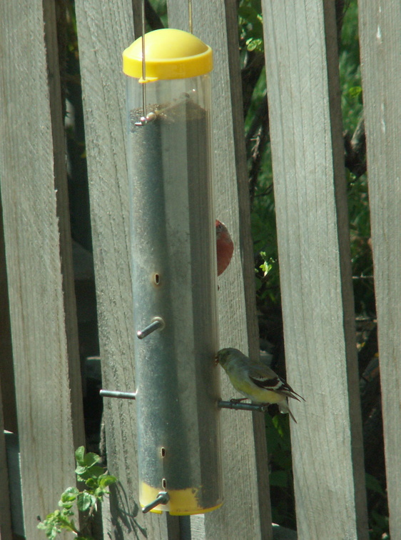 birds 2010-04-16 08e.jpg