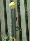 birds 2010-04-16 08e