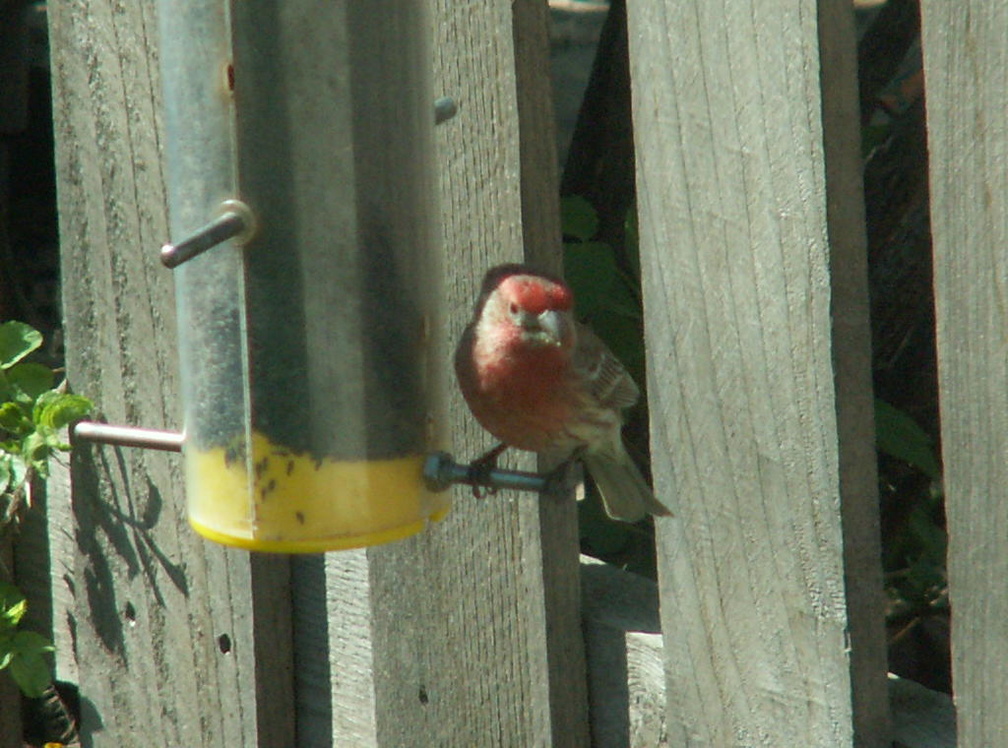 birds 2010-04-16 12e