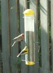 birds 2010-04-17 1e