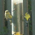 birds 2010-04-18 08e