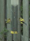 birds 2010-04-20 3e