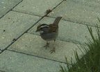 birds 2010-05-01 29e