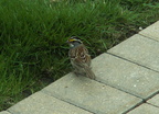 birds 2010-05-01 32e