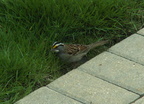 birds 2010-05-01 33e