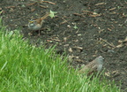 birds 2010-05-02 3e