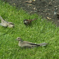birds 2010-05-13 1e
