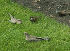 birds 2010-05-13 1e
