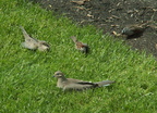 birds 2010-05-13 2e