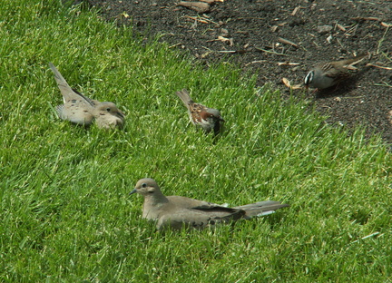 birds 2010-05-13 2e