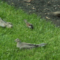 birds 2010-05-13 4e.jpg